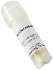 Bacillus Subtilis Freeze-Dried Culture, Lyophilized Pellet in Vial