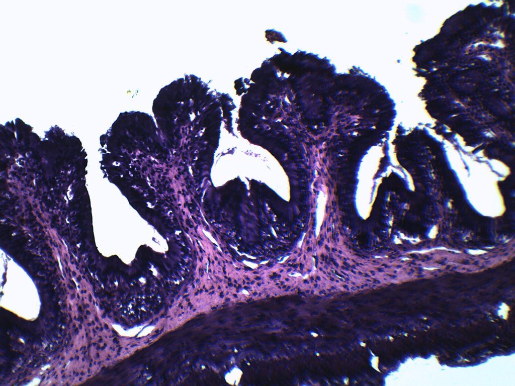 Frog Esophagus Cross-Section Prepared Microscope Slide