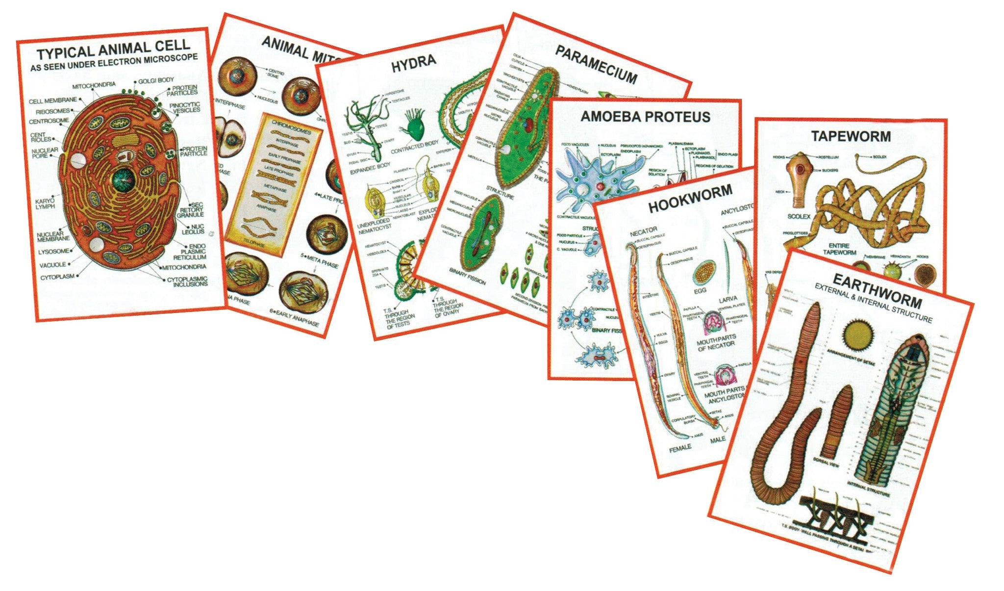 General Zoology Chart Set