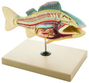 Small Perch Fish Dissection Anatomical Model, Numbered