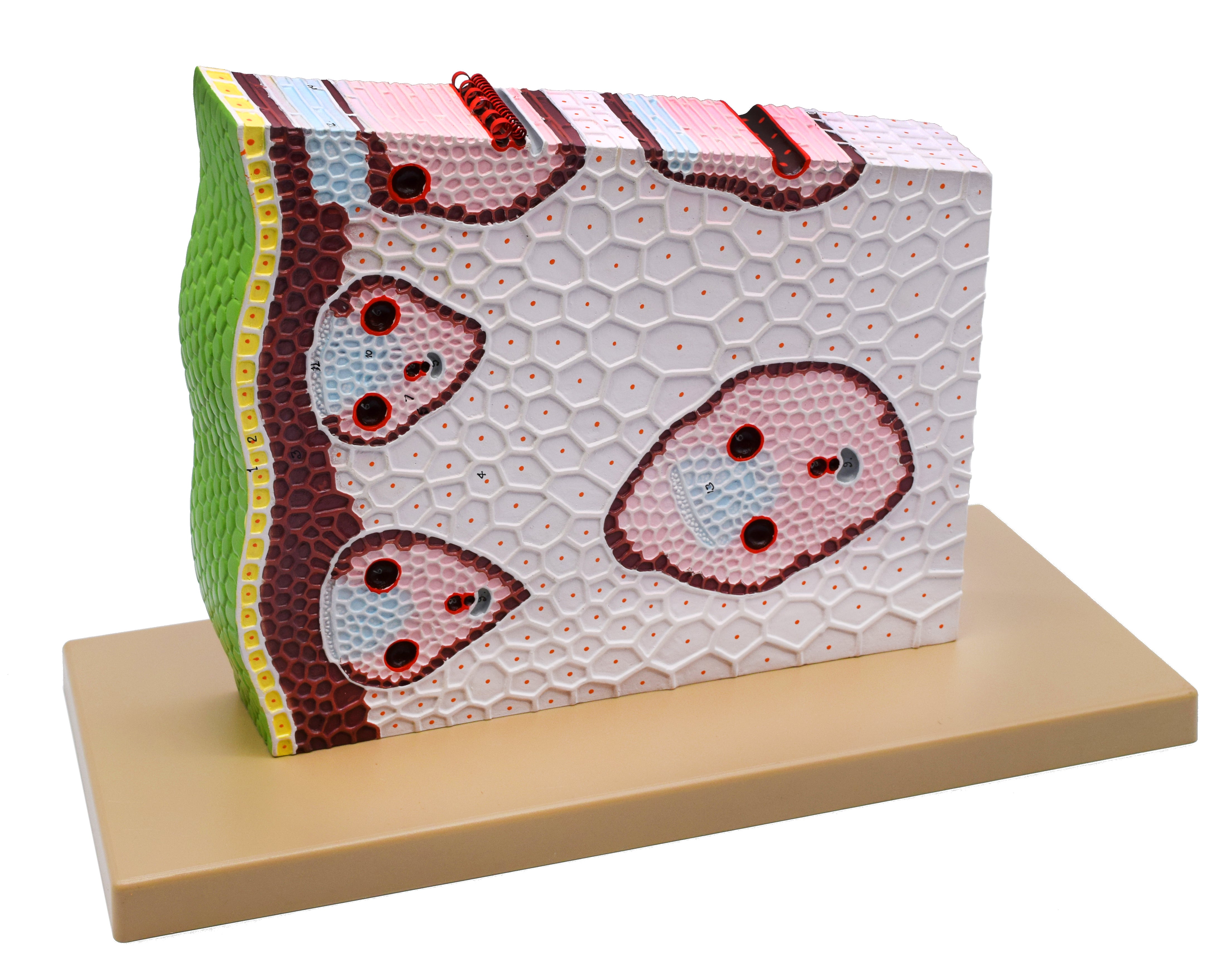 3D Monocot Stem Model with Cross Section, 11 x 18 x 8"