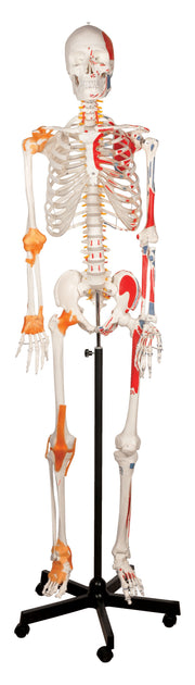 Life-Size Human Skeleton Model with Ligaments, 170cm