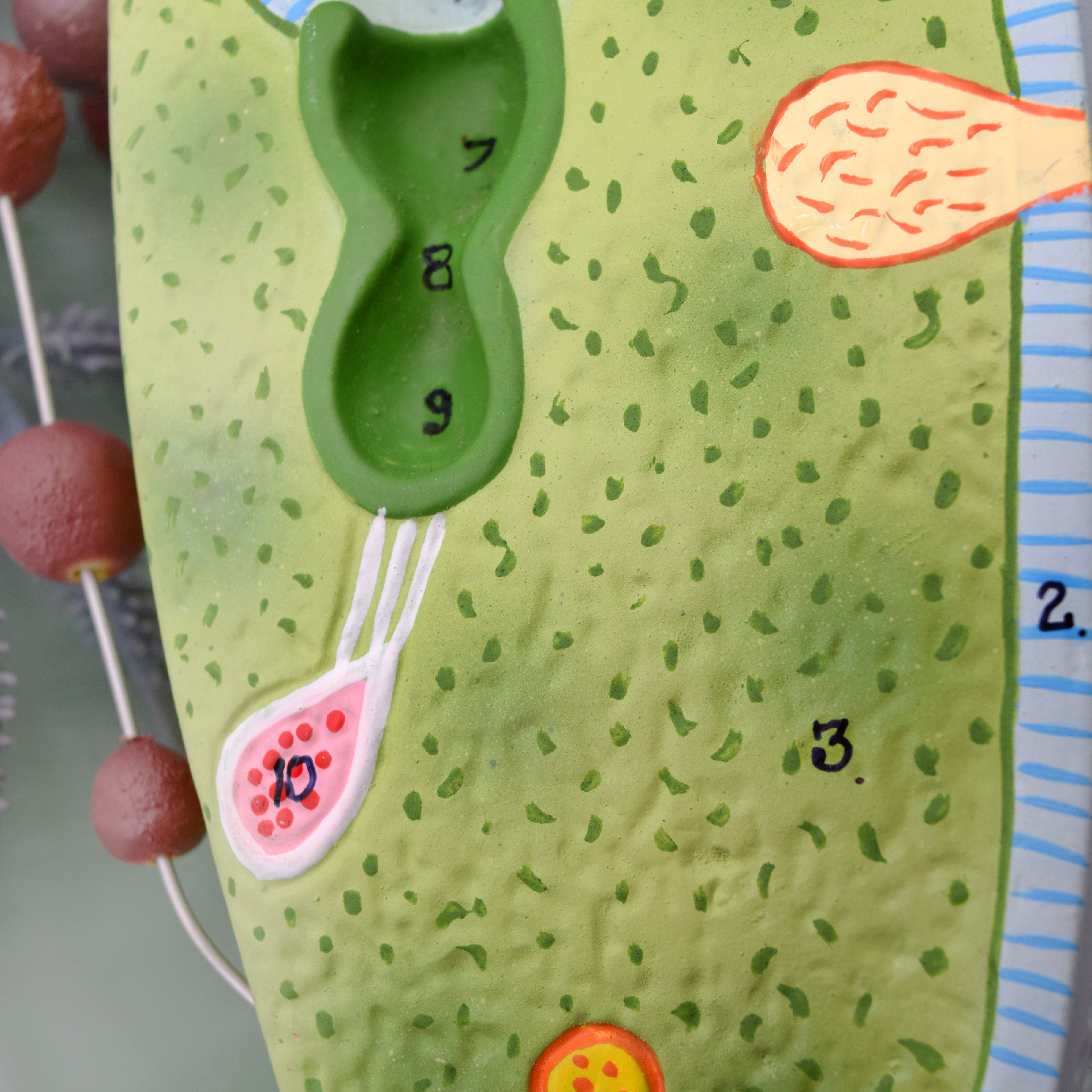 3D Paramecium Sectional Anatomical Model on Base with Removable Parts, 18 x 8 inch