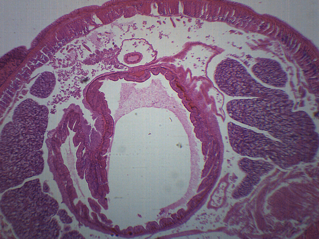 Earthworm Cross-Section Prepared Microscope Slide