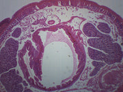 Earthworm Cross-Section Prepared Microscope Slide
