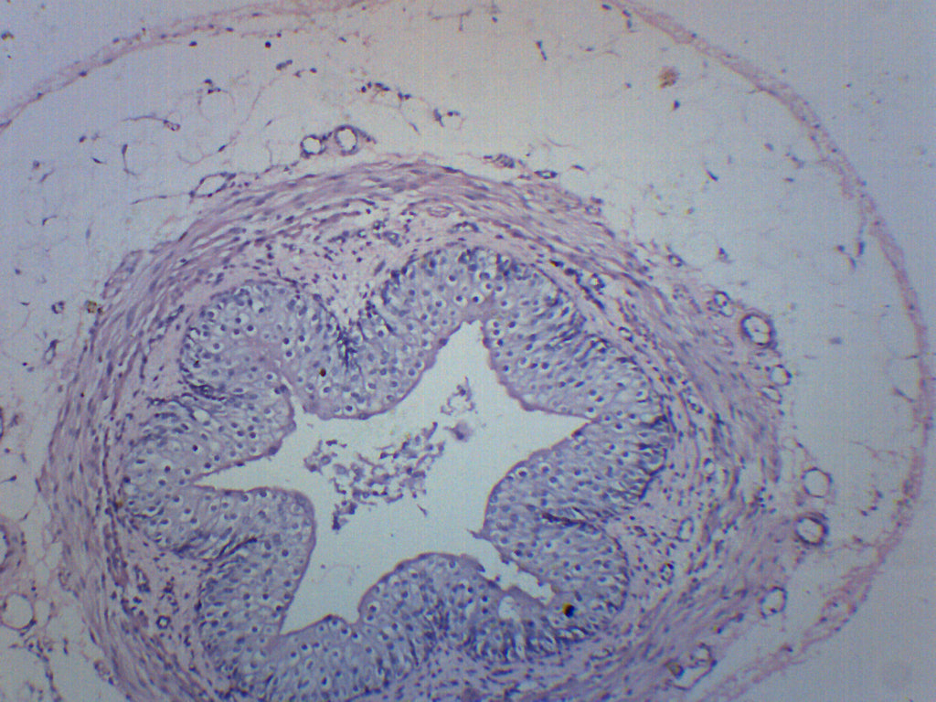 Human Ureter Cross-Section Prepared Microscope Slide