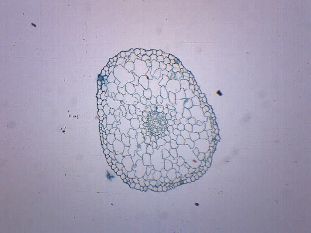 Elodea Stem Cross-Section Prepared Microscope Slide
