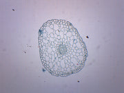 Elodea Stem Cross-Section Prepared Microscope Slide