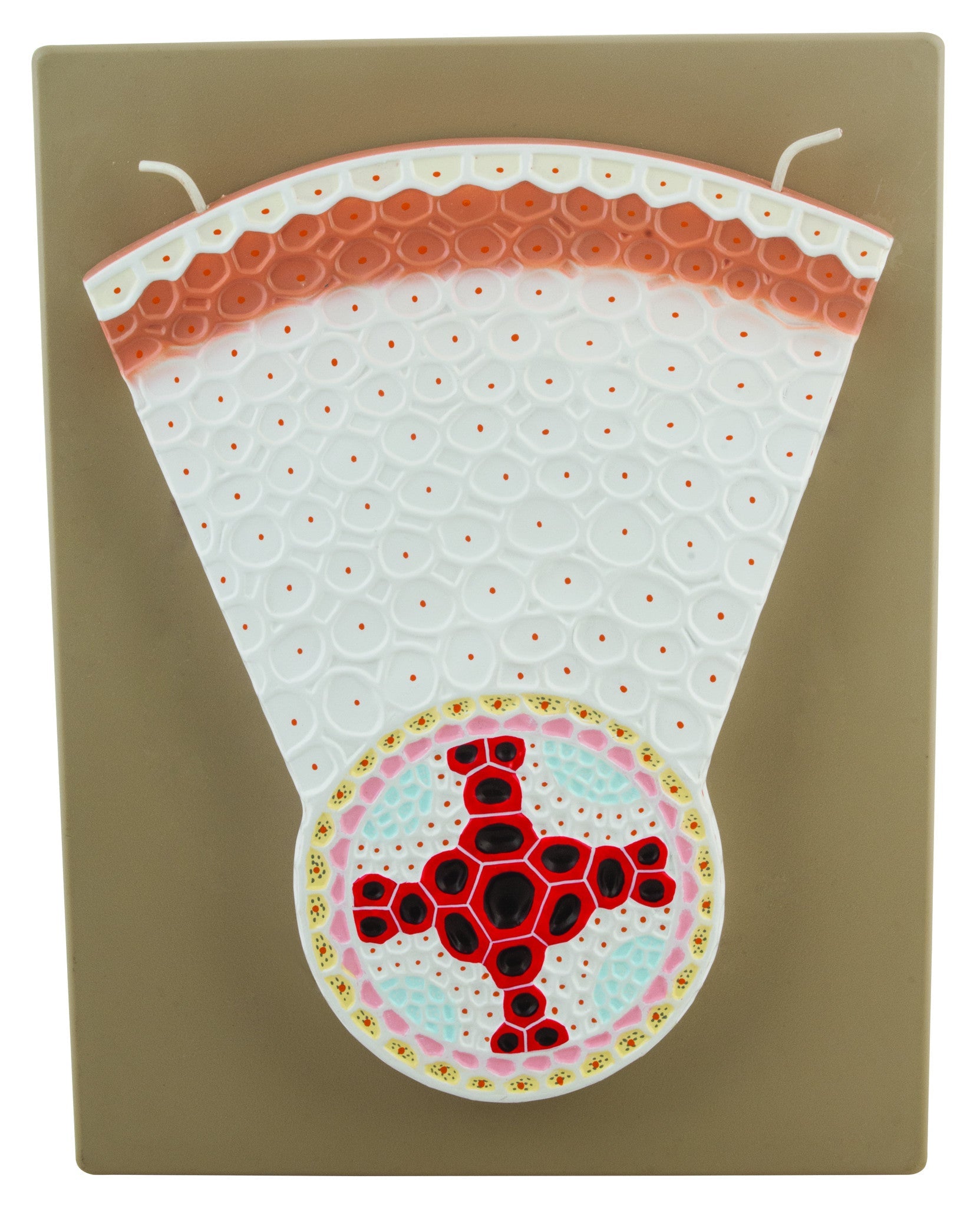 Dicot Root Transverse Section Model, Hand-Painted