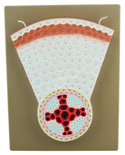Dicot Root Transverse Section Model, Hand-Painted