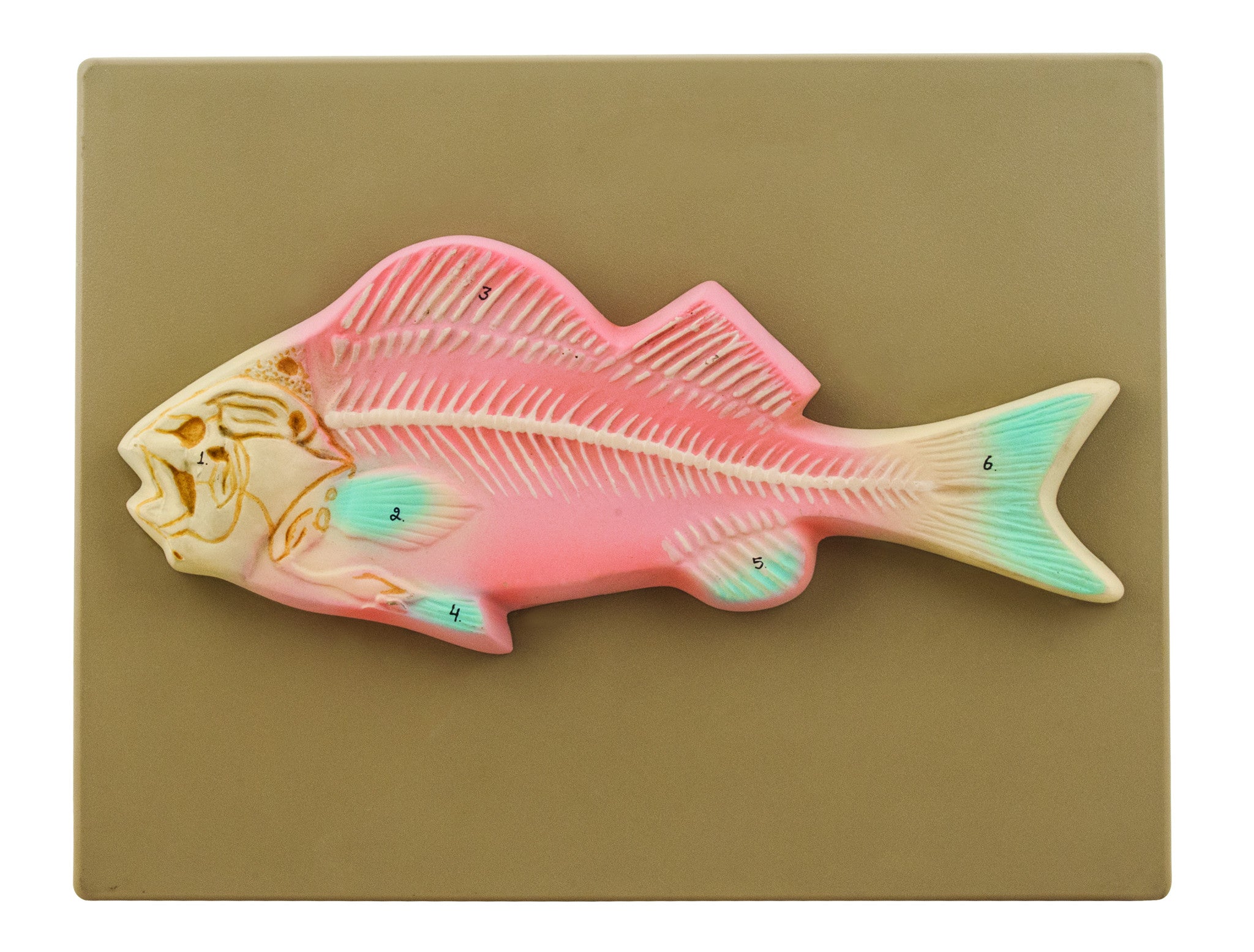Fish Skeleton Anatomical Model