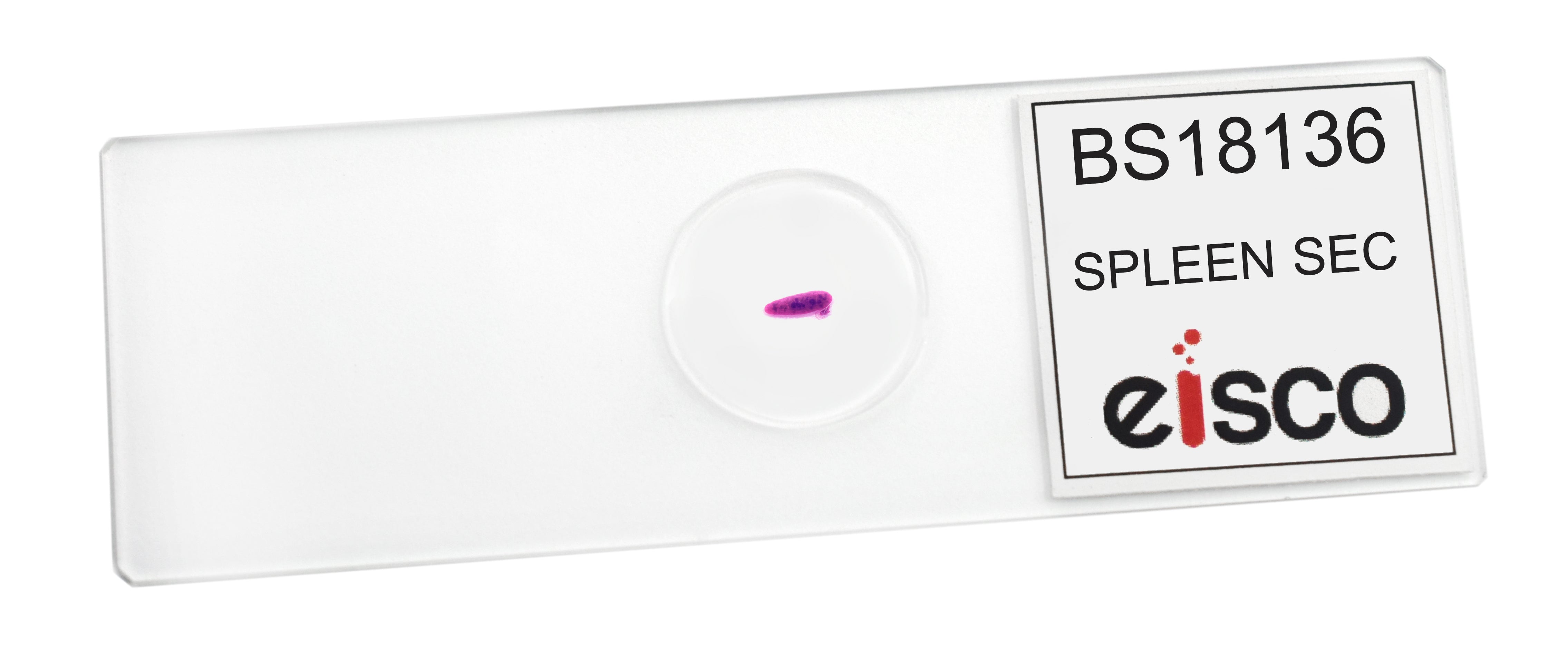Spleen Section Prepared Microscope Slide