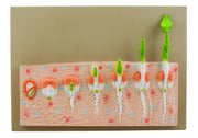 Monocot Seed Germination (Maize) Model