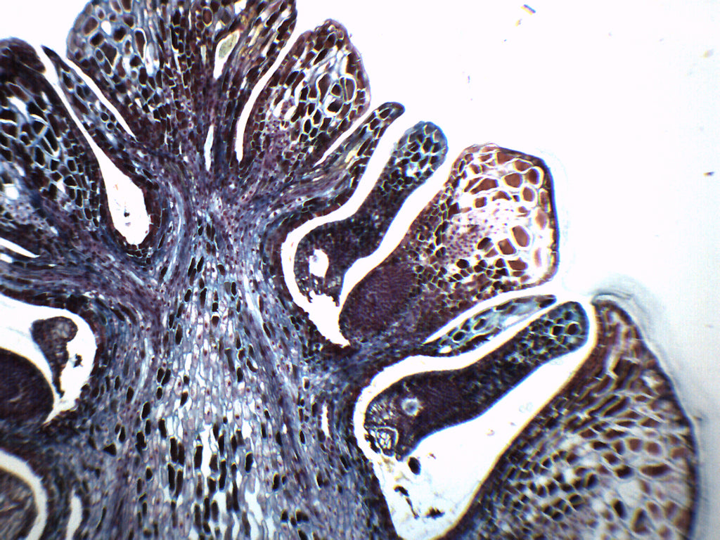 Pine Ovulate Cone Longitudinal Section Prepared Microscope Slide