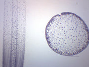 Ascaris and Onion Mitosis Prepared Microscope Slide