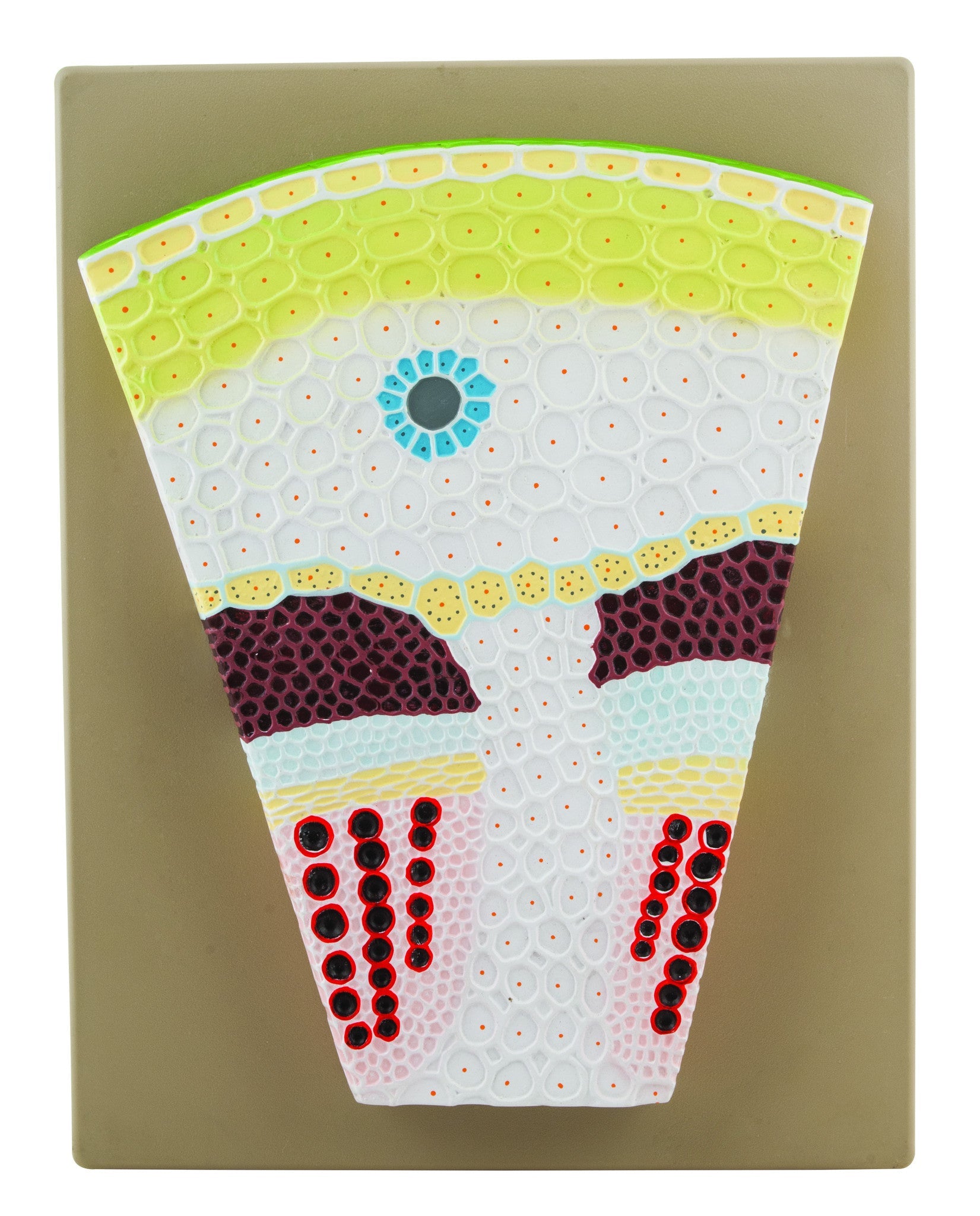 Premium Dicot Stem Model with Transverse Section, on Base