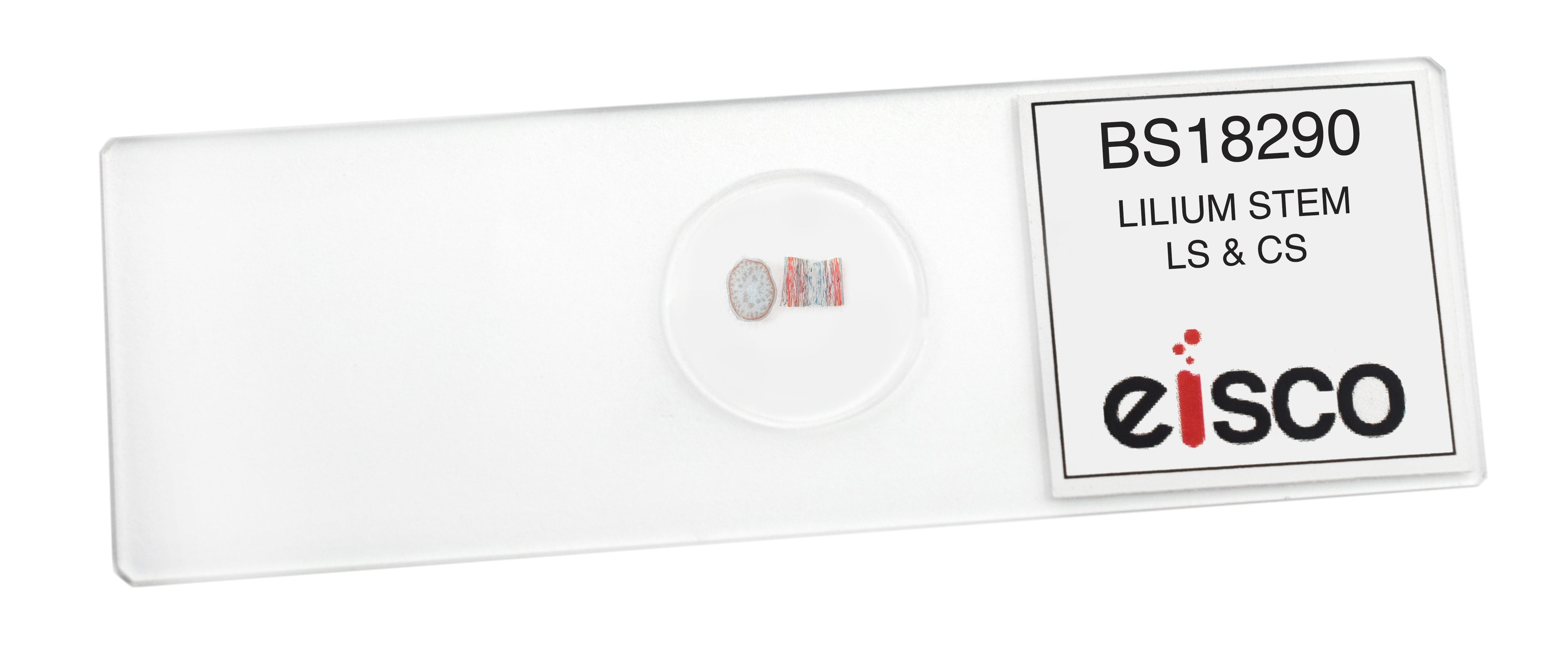 Lilium Stem Combination Cross-Section Prepared Microscope Slide
