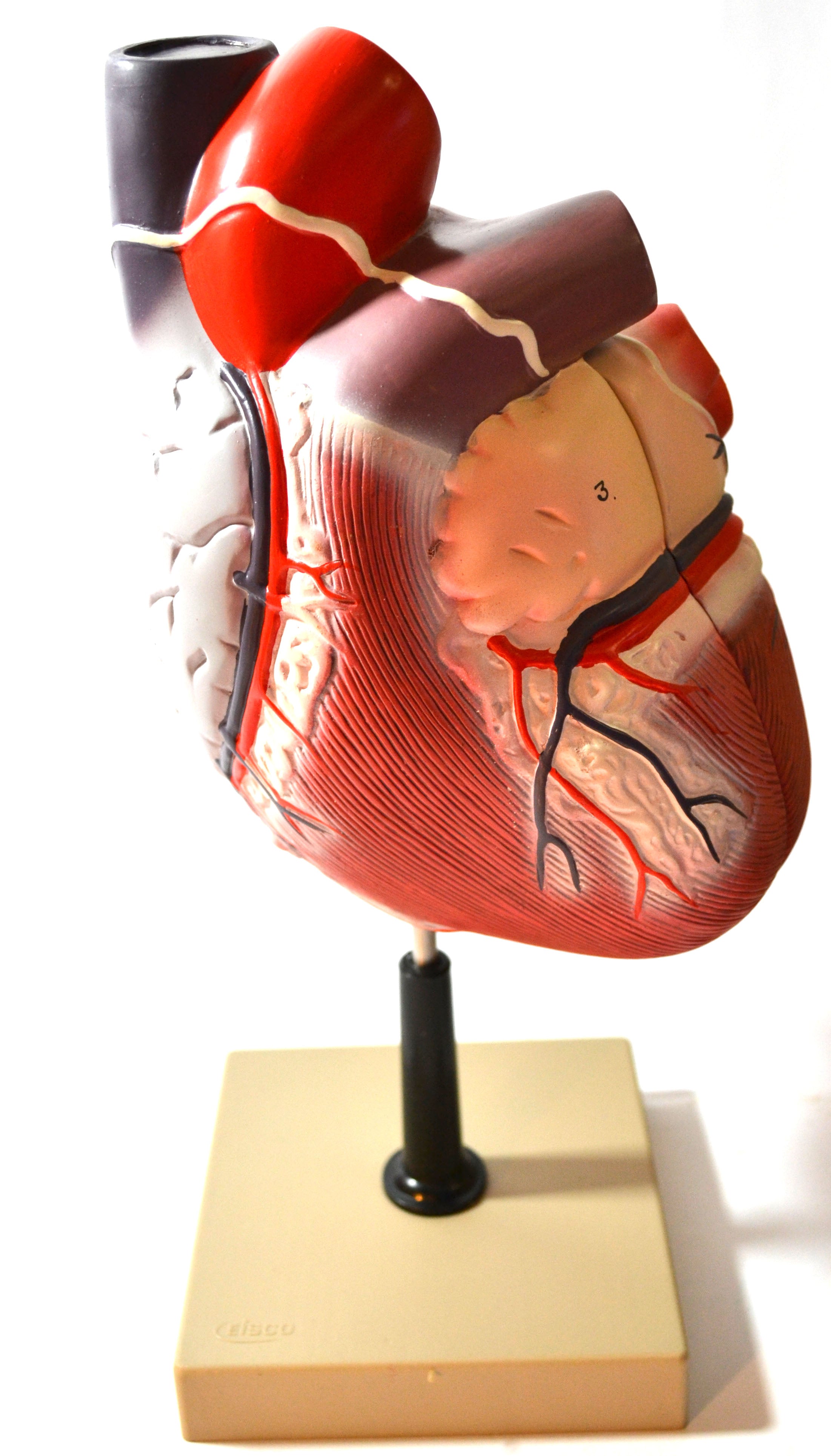 2-Part Human Heart Model on Base, 8" Tall