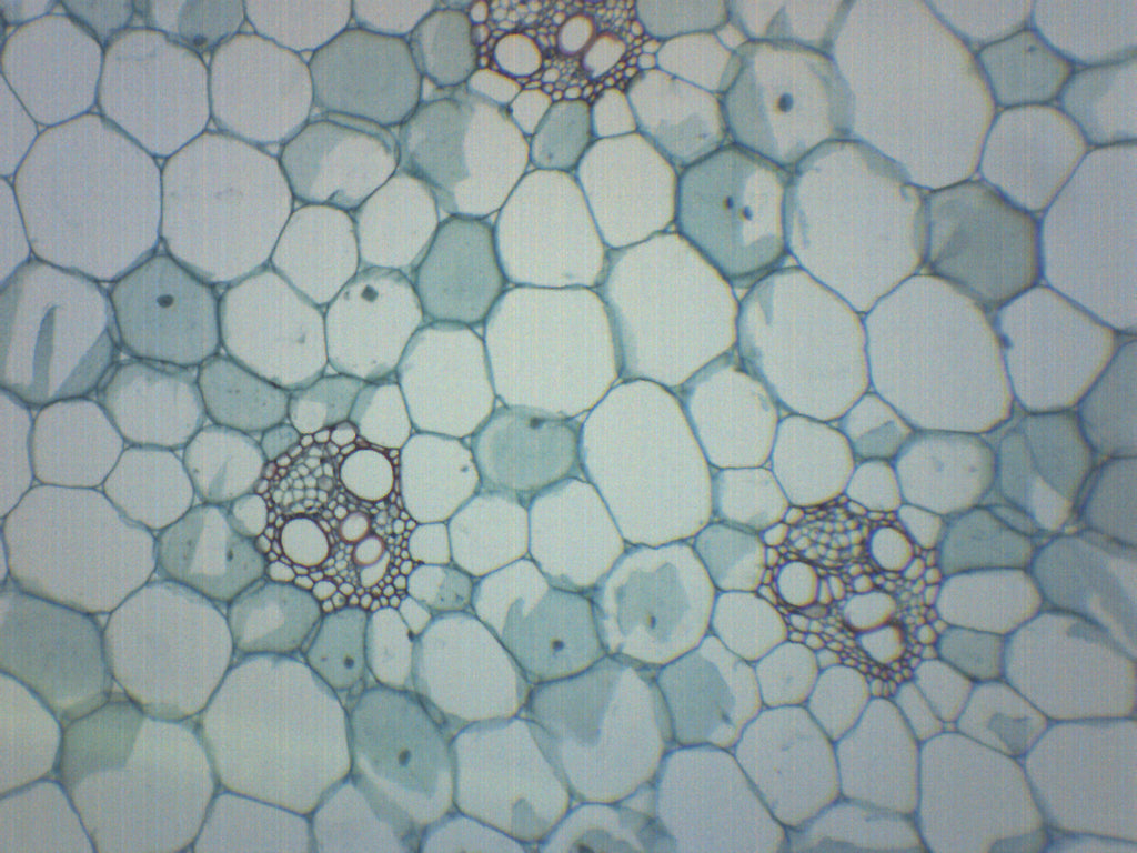 Monocot Stem Cross-Section Prepared Microscope Slide