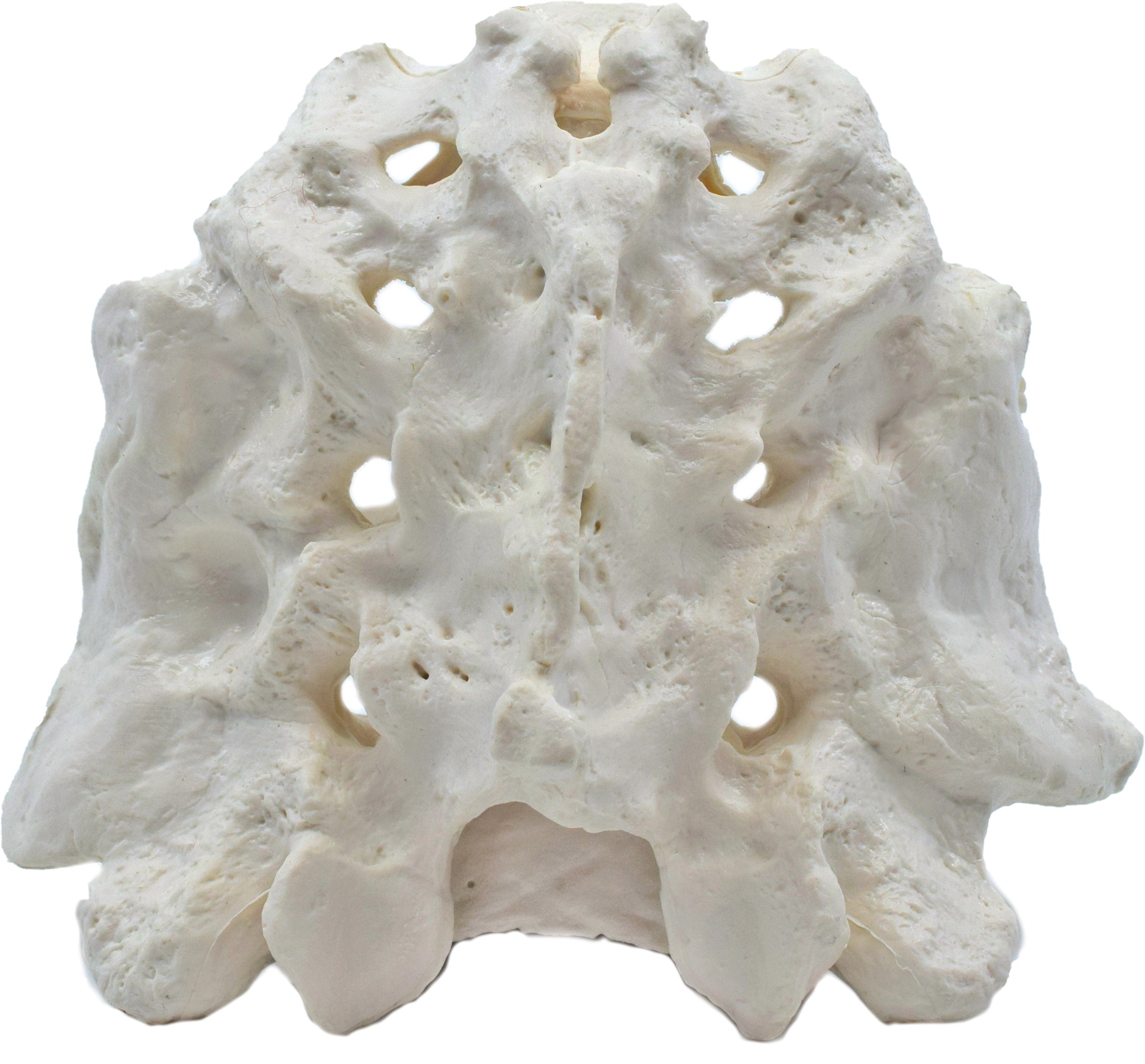 Human Sacrum Bone Anatomical Model