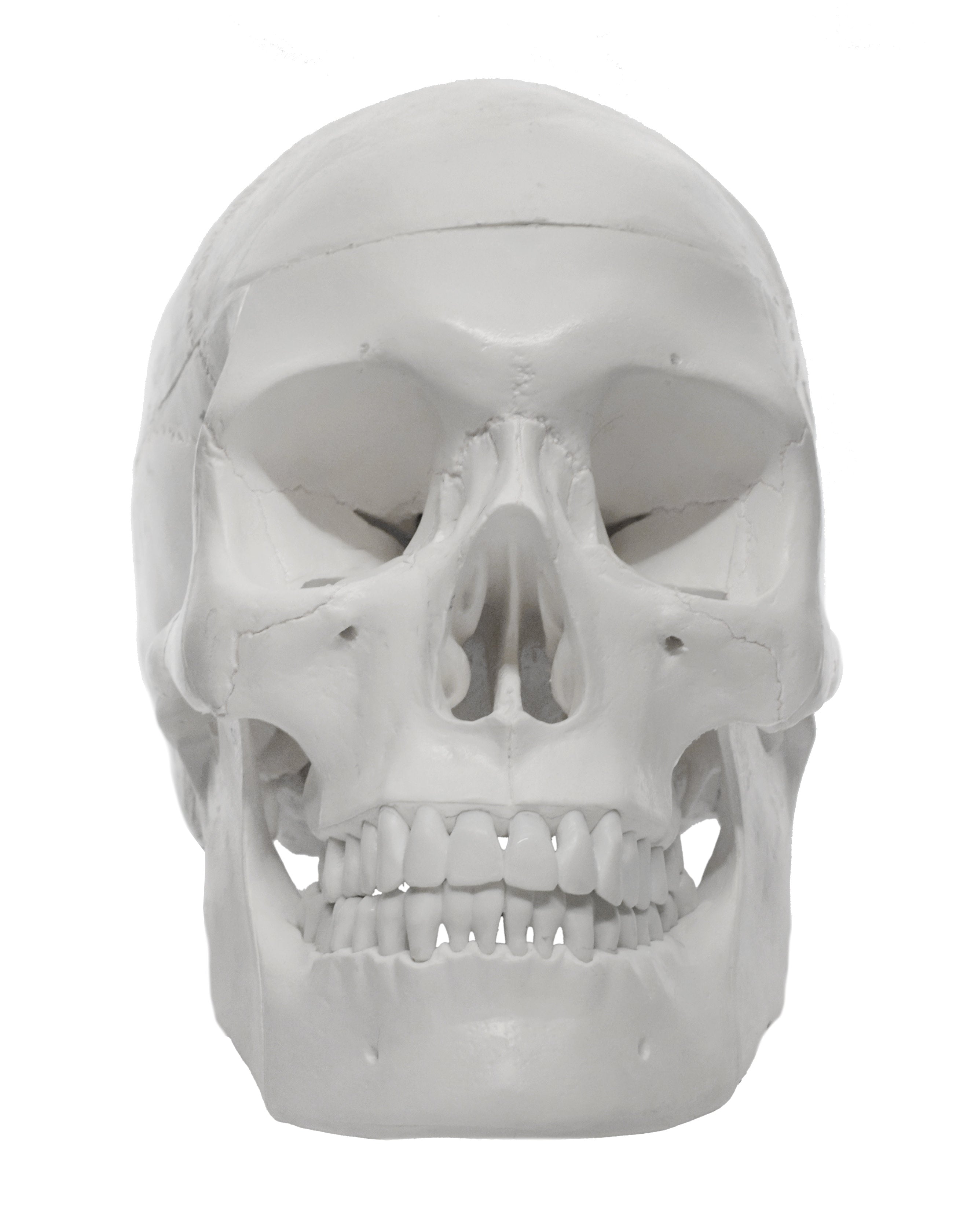 Medical Quality 3-Part Human Skull Model