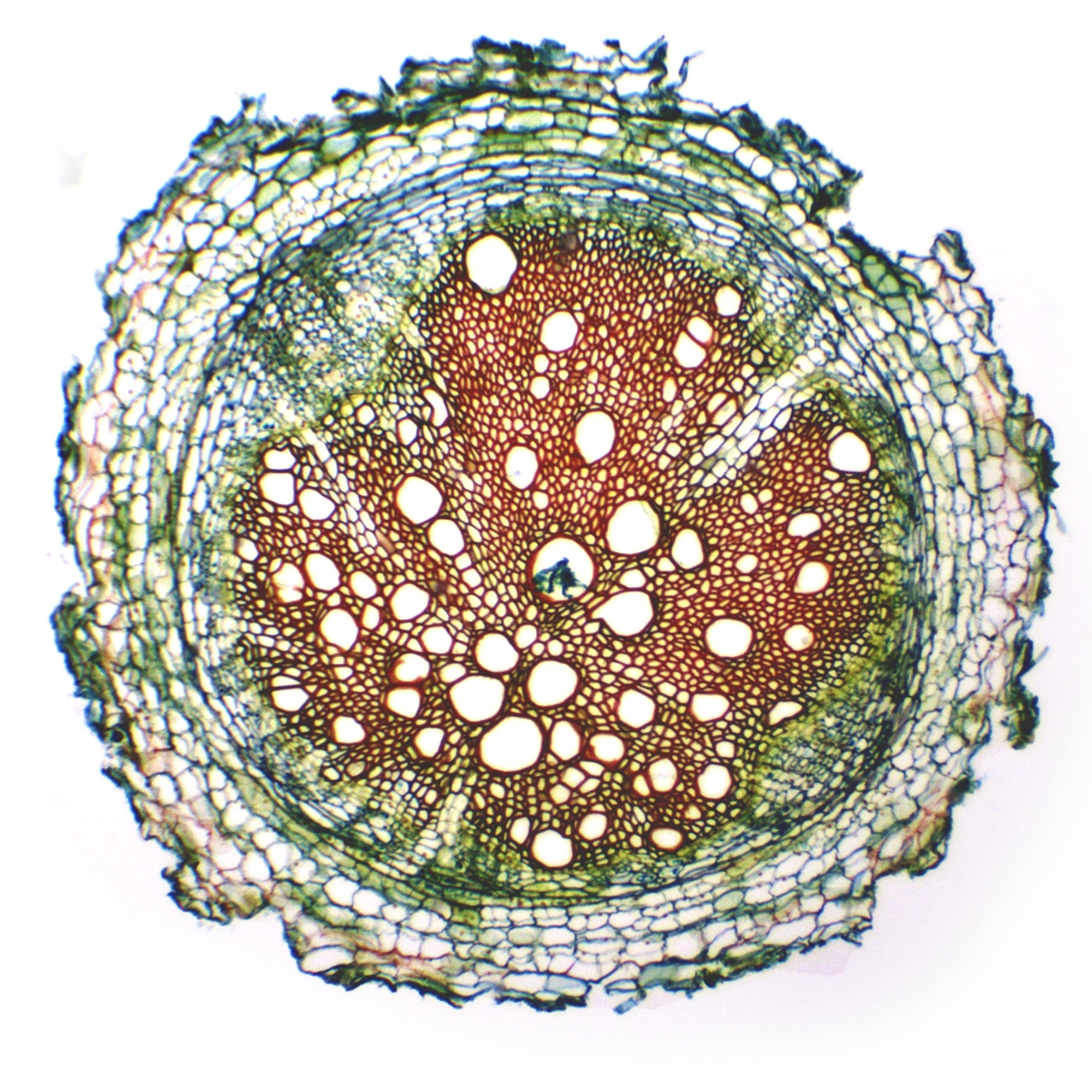 Herbaceous Roots Cross Section Prepared Microscope Slide