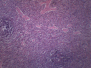 Human Spleen Section with HE Stain Prepared Microscope Slide