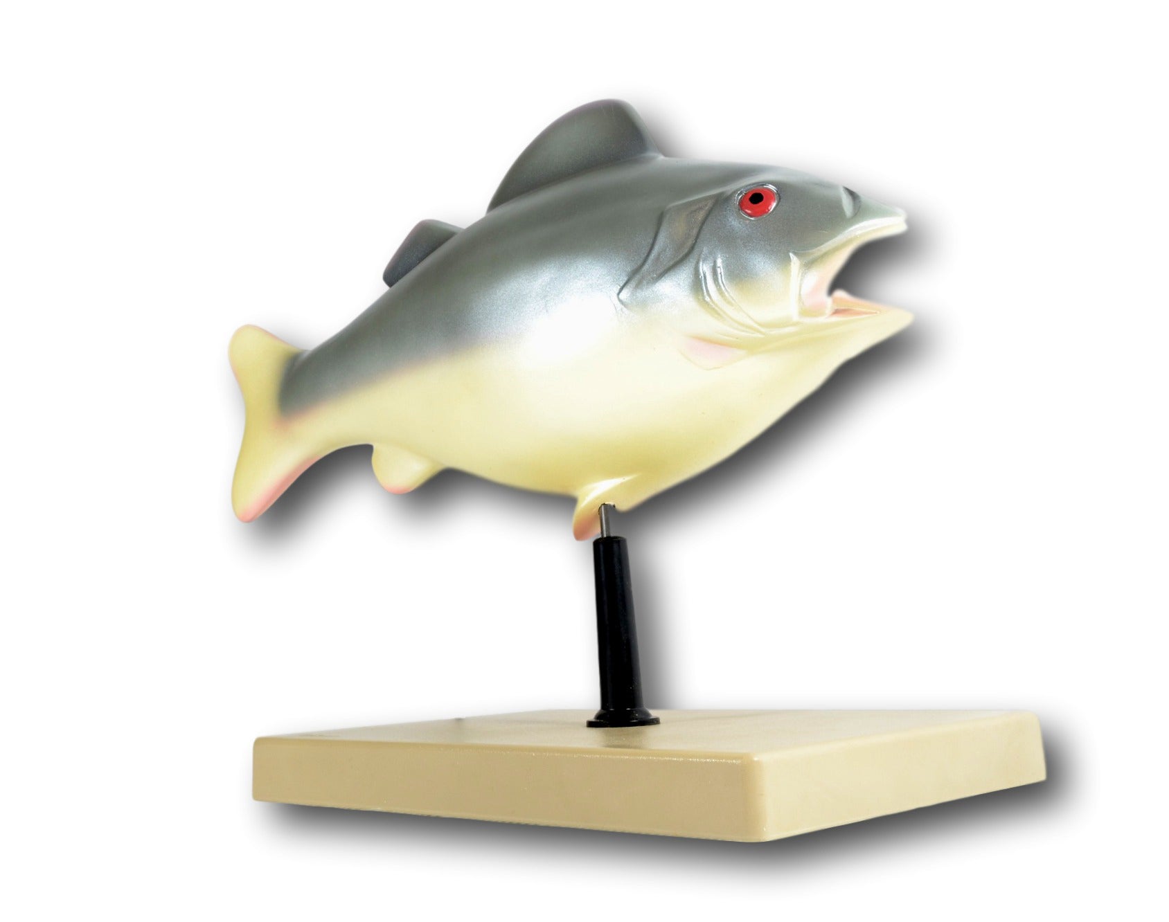3D Fish Dissection Anatomical Model, 14 inch