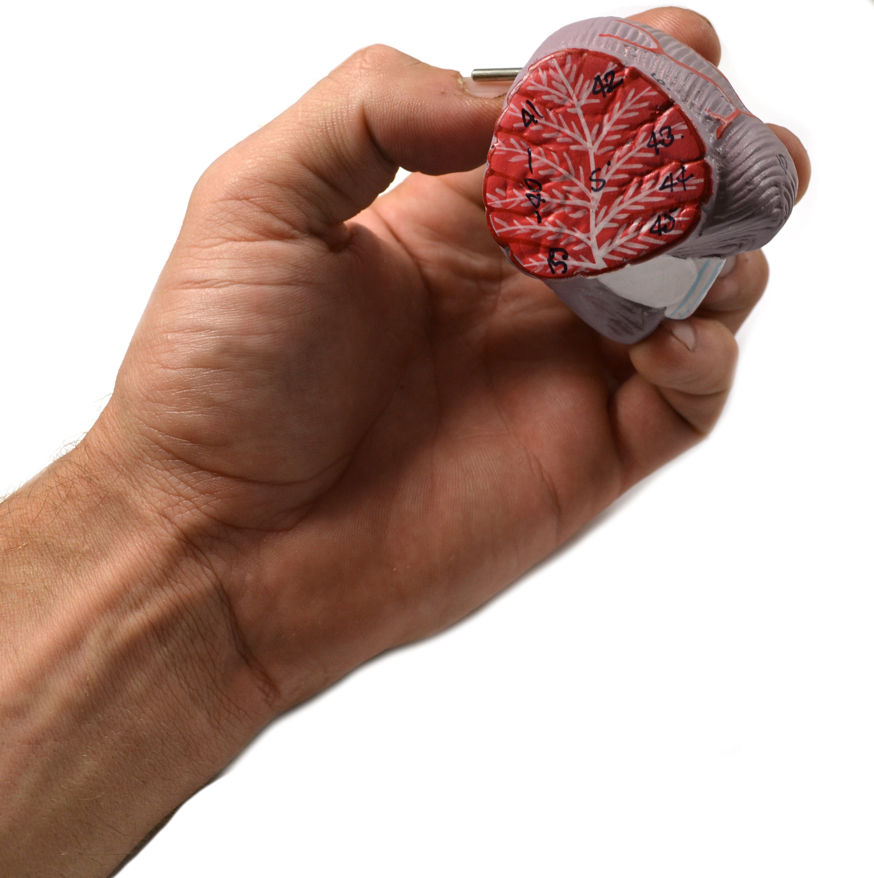 8-Part Human Brain Model