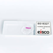 Human Tendon Longitudinal Section Prepared Microscope Slide