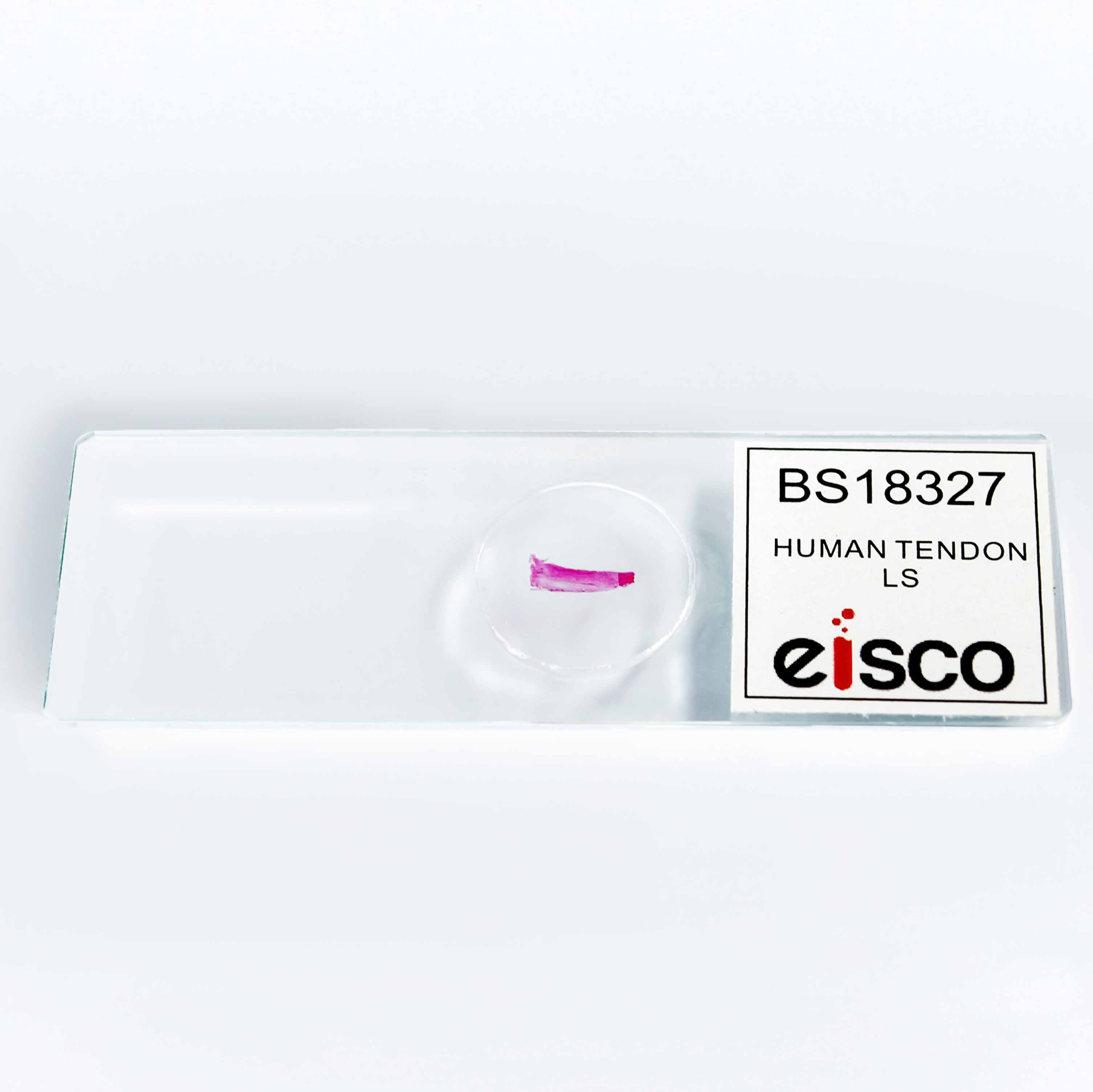 Human Tendon Longitudinal Section Prepared Microscope Slide