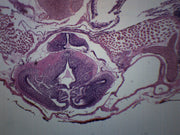 Tadpole Head Region Cross-Section Prepared Microscope Slide
