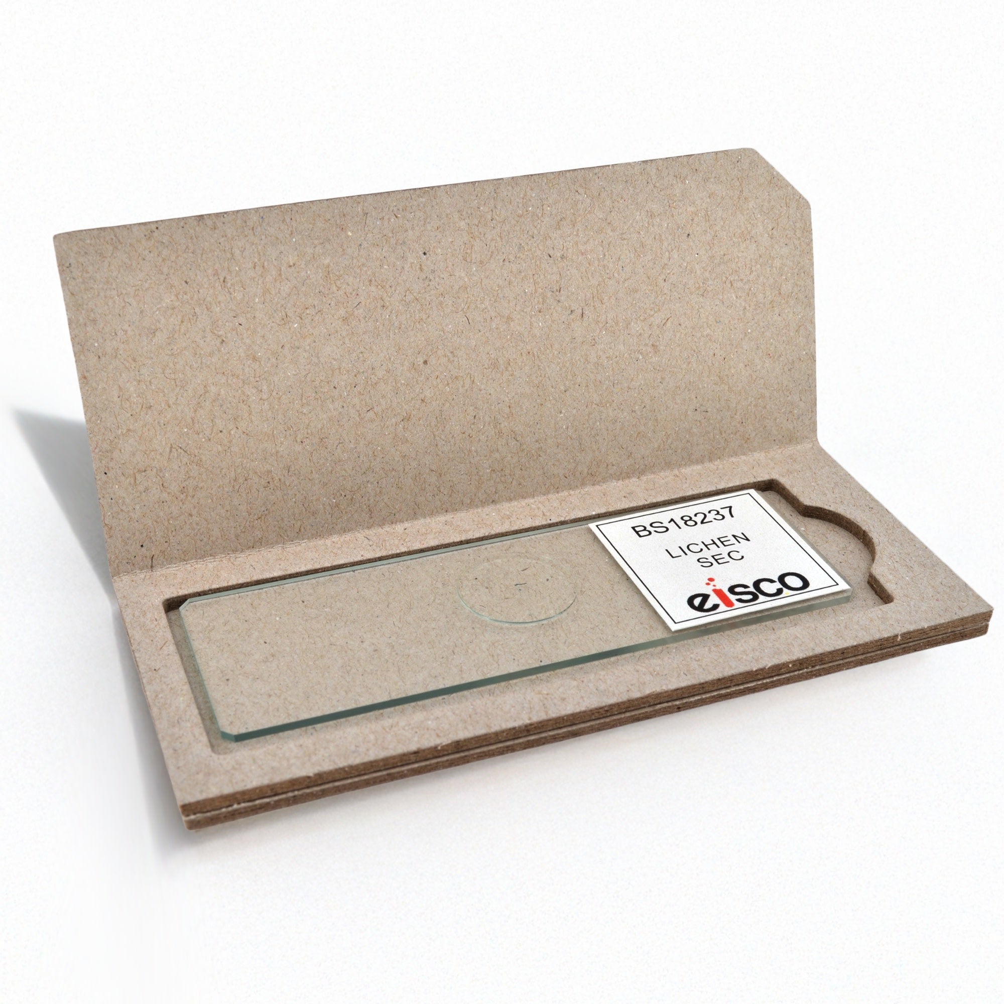 Lichen Thallus Section Prepared Microscope Slide