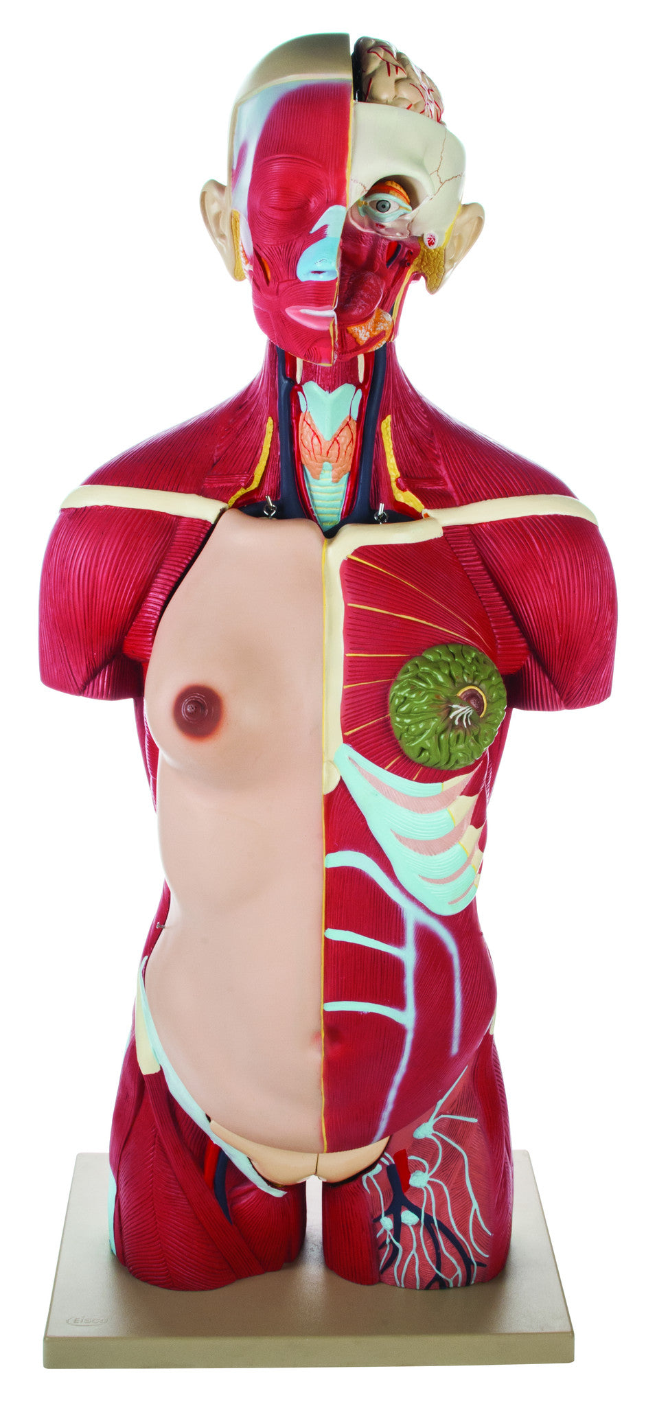 Life-Size Full Muscular Torso Model with Dual Sex Organs, 30-Part