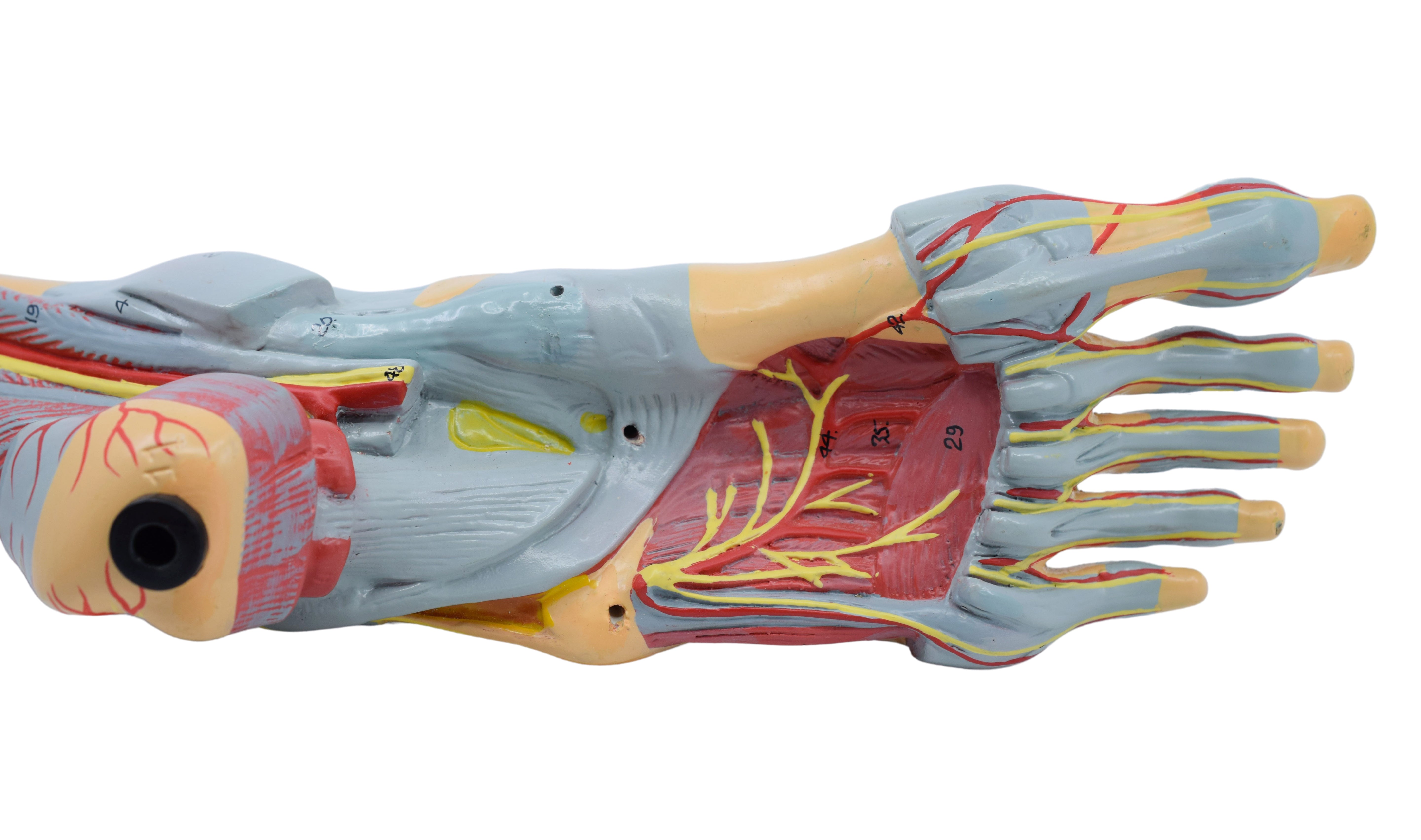 Left Foot and Ankle Muscle and Ligaments Model, Life Size, 8-Part with Mount