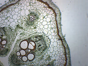 Pumpkin Stem Prepared Microscope Slide