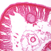 Earthworm Cross Section Prepared Microscope Slide