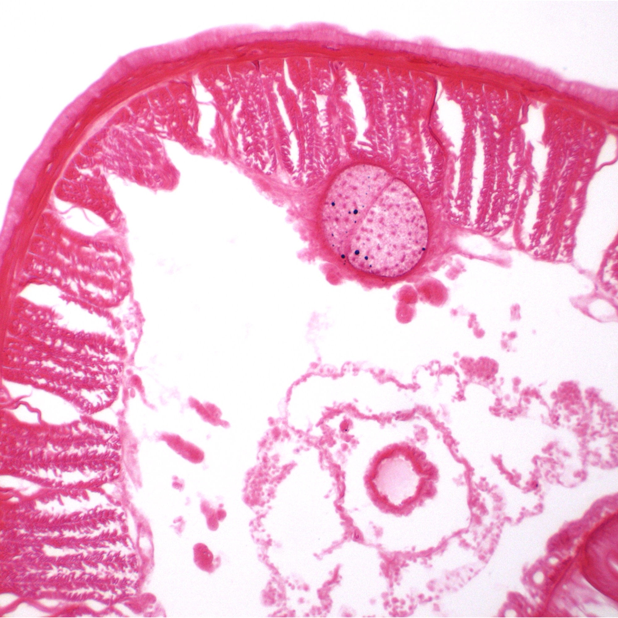 Earthworm Cross Section Prepared Microscope Slide