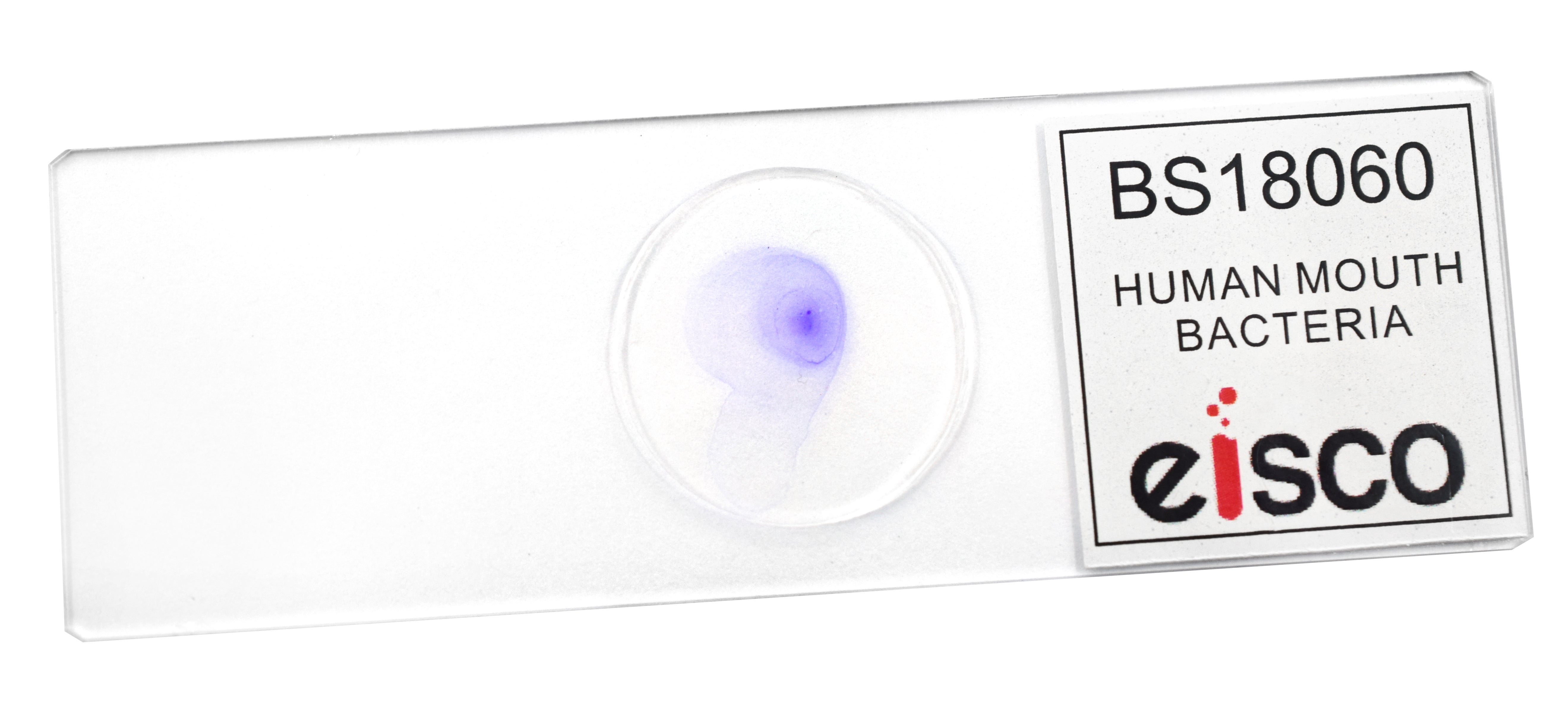 Human Mouth Bacteria Prepared Microscope Slide