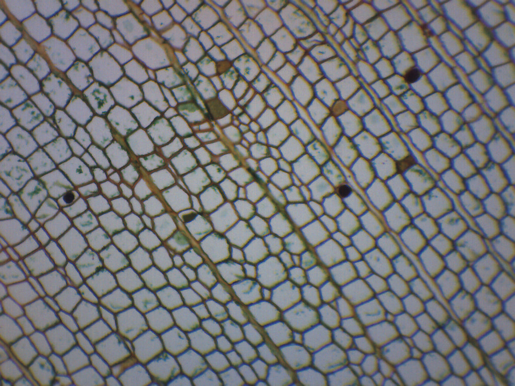 Cork Cells Cross-Section Prepared Microscope Slide