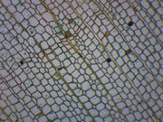 Cork Cells Cross-Section Prepared Microscope Slide