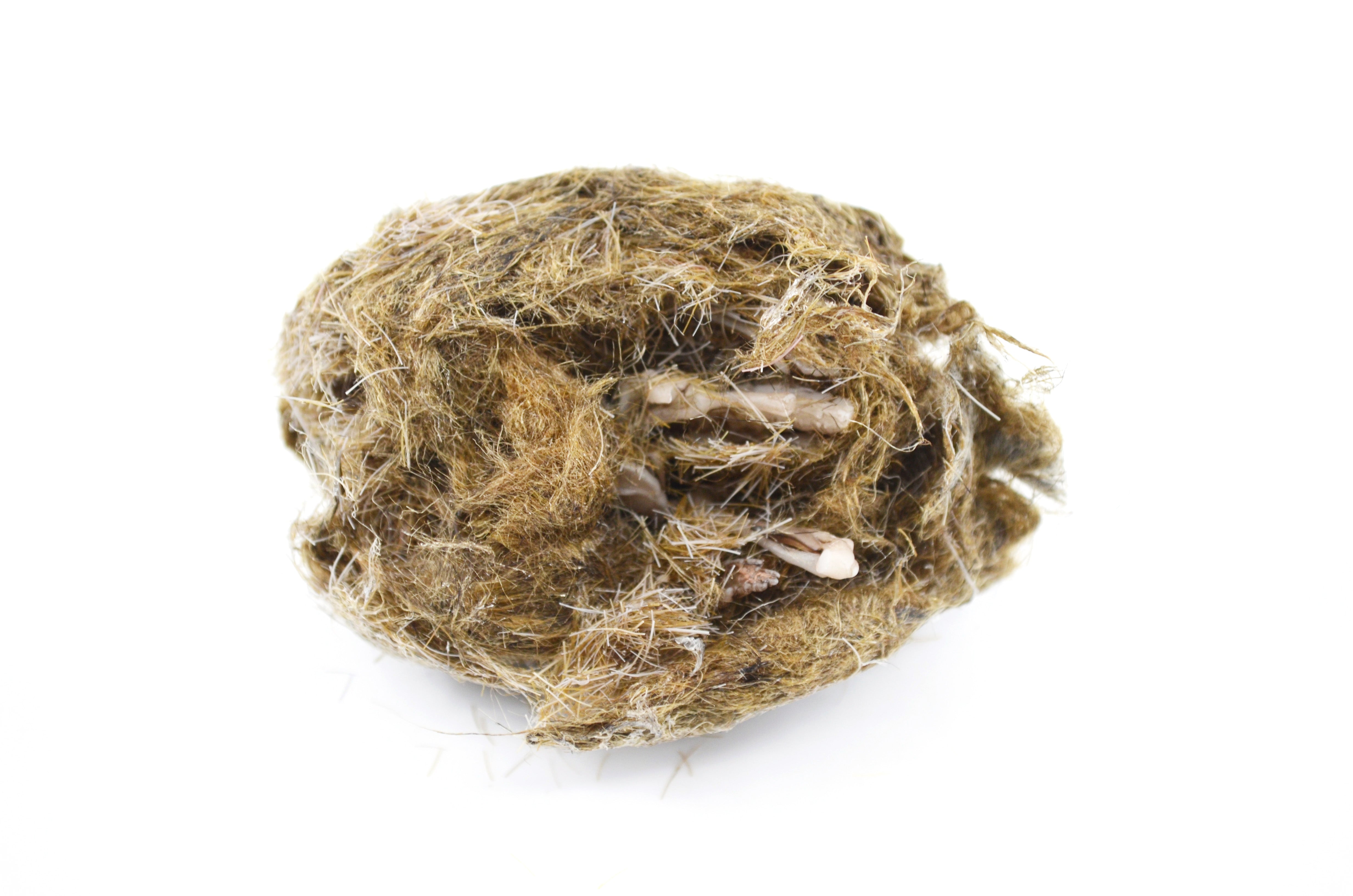 Simulated Owl Pellet with Vole, 3 x 1.25 inch