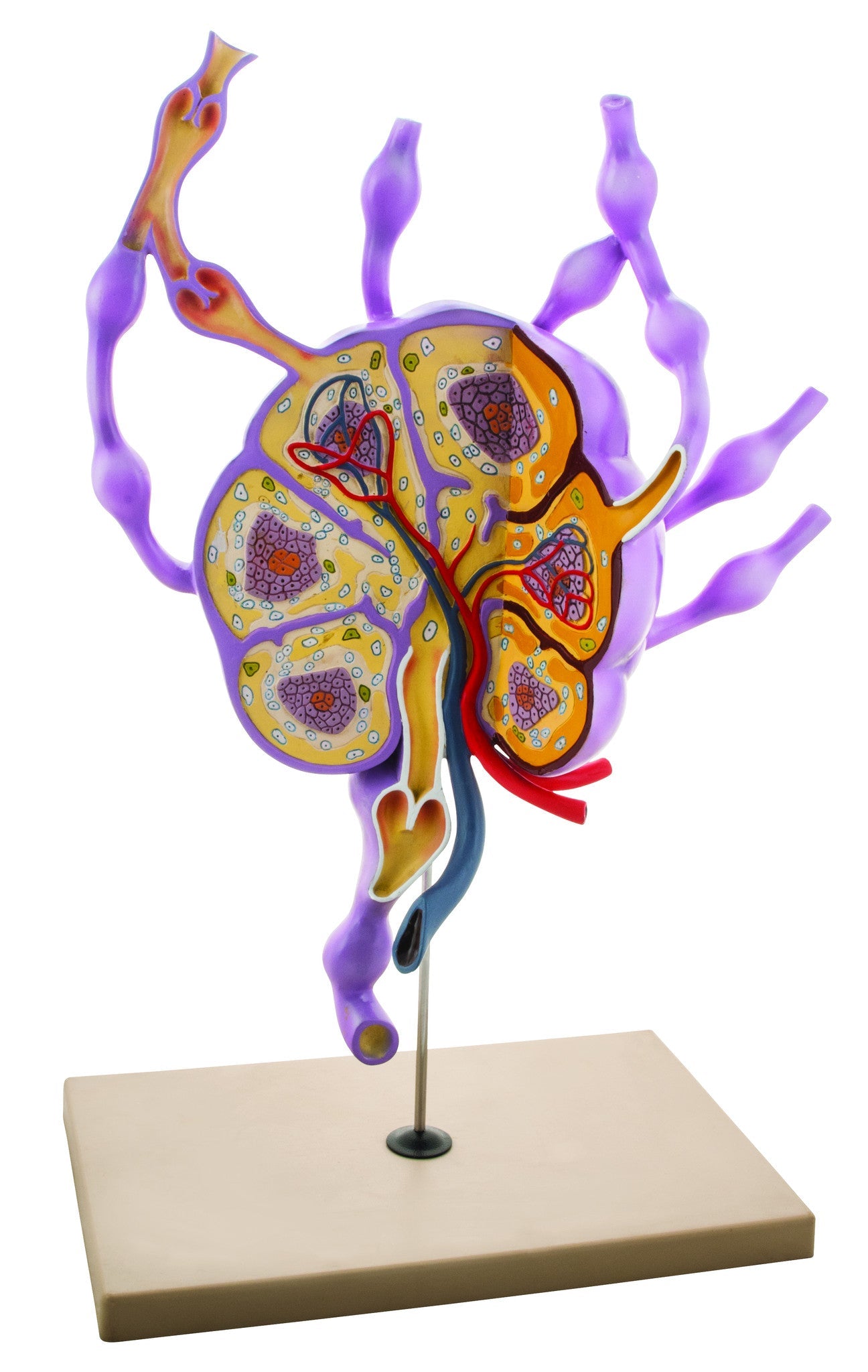 24" Lymph Nodes Biology Study Model
