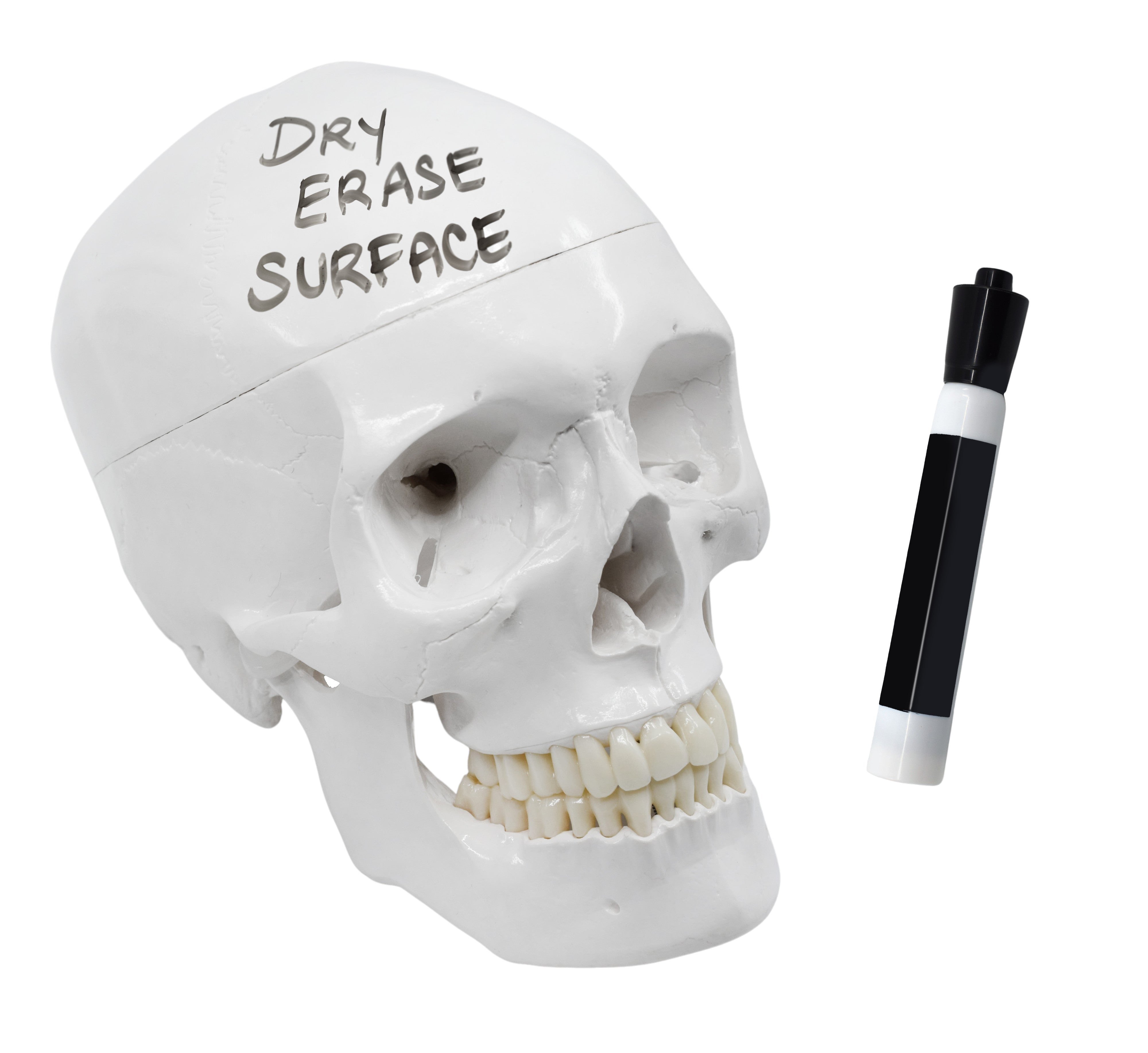 Human Skull Model with Dry-Erase Surface, 3-Part, 9"