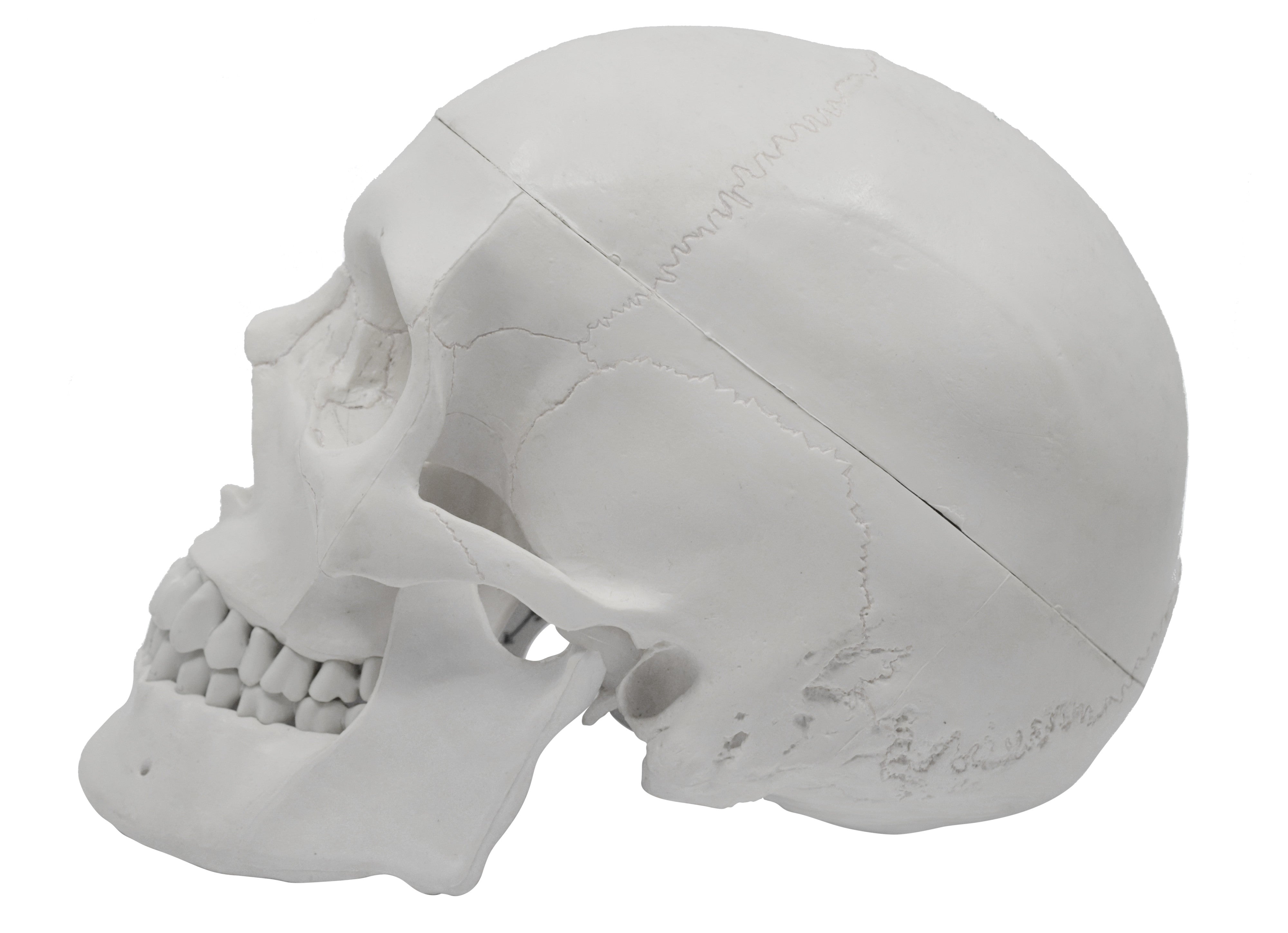 Medical Quality 3-Part Human Skull Model