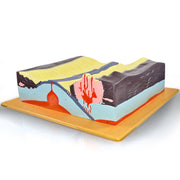 Plate Tectonics Labeled Teaching Model