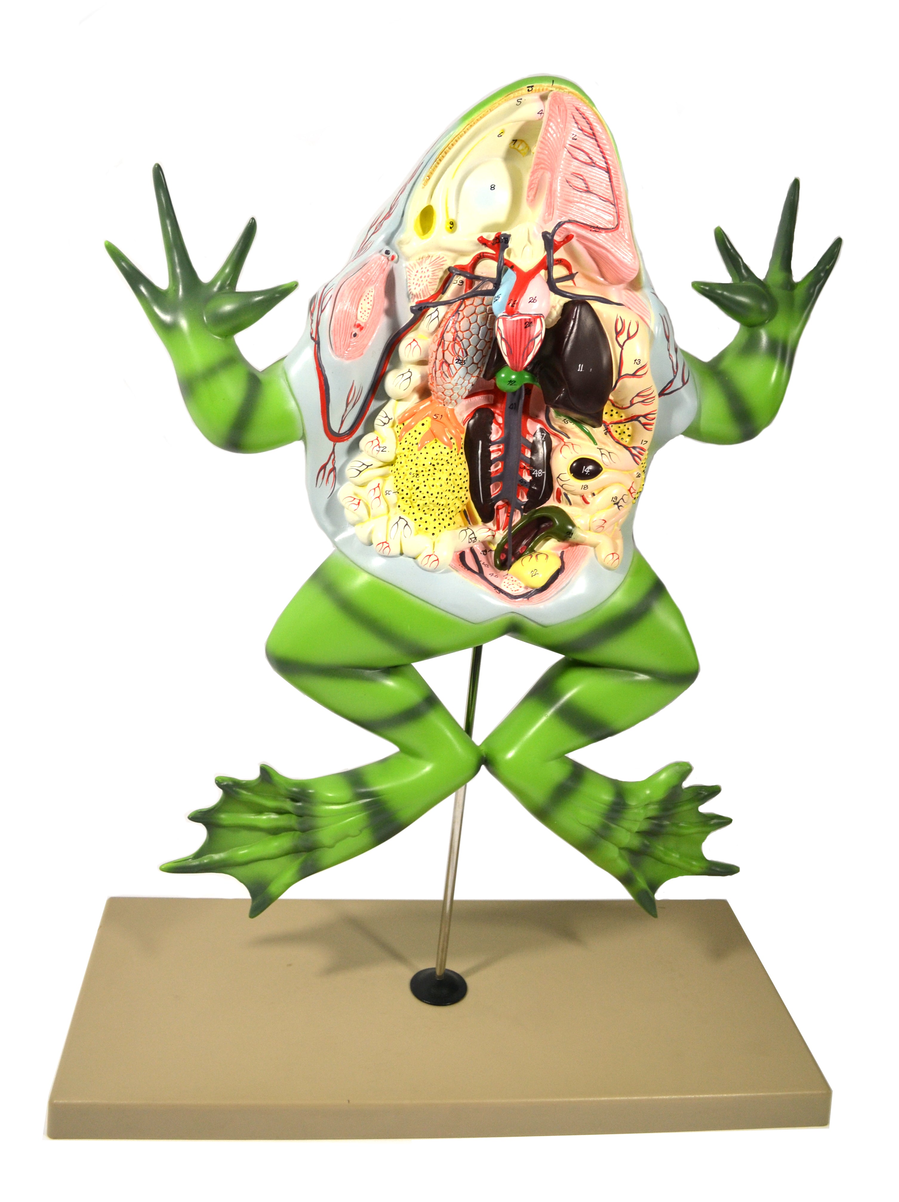 Bull Frog Dissection Anatomical Model on Stand, 22 inch