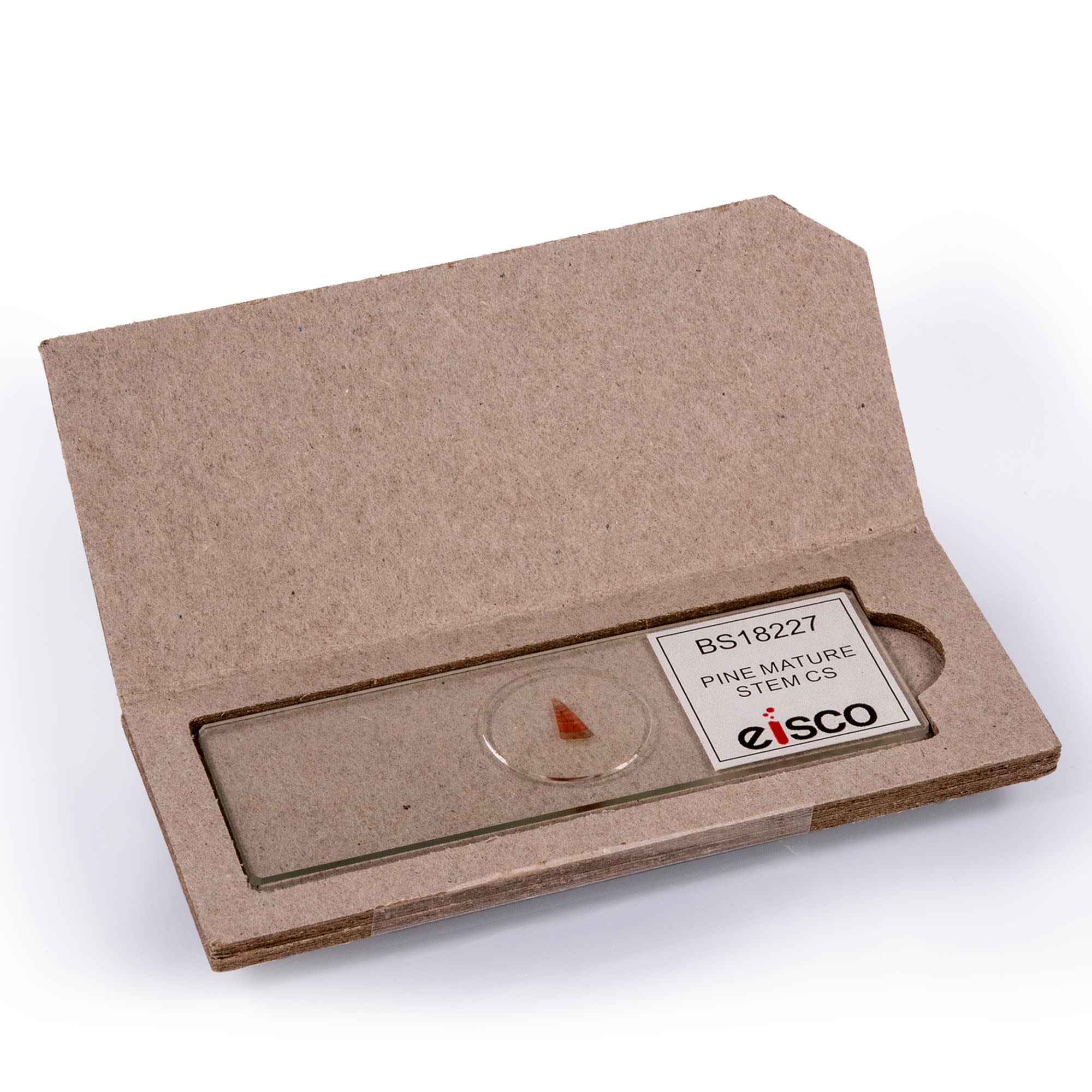 Pine Mature Stem Cross-Section Prepared Microscope Slide