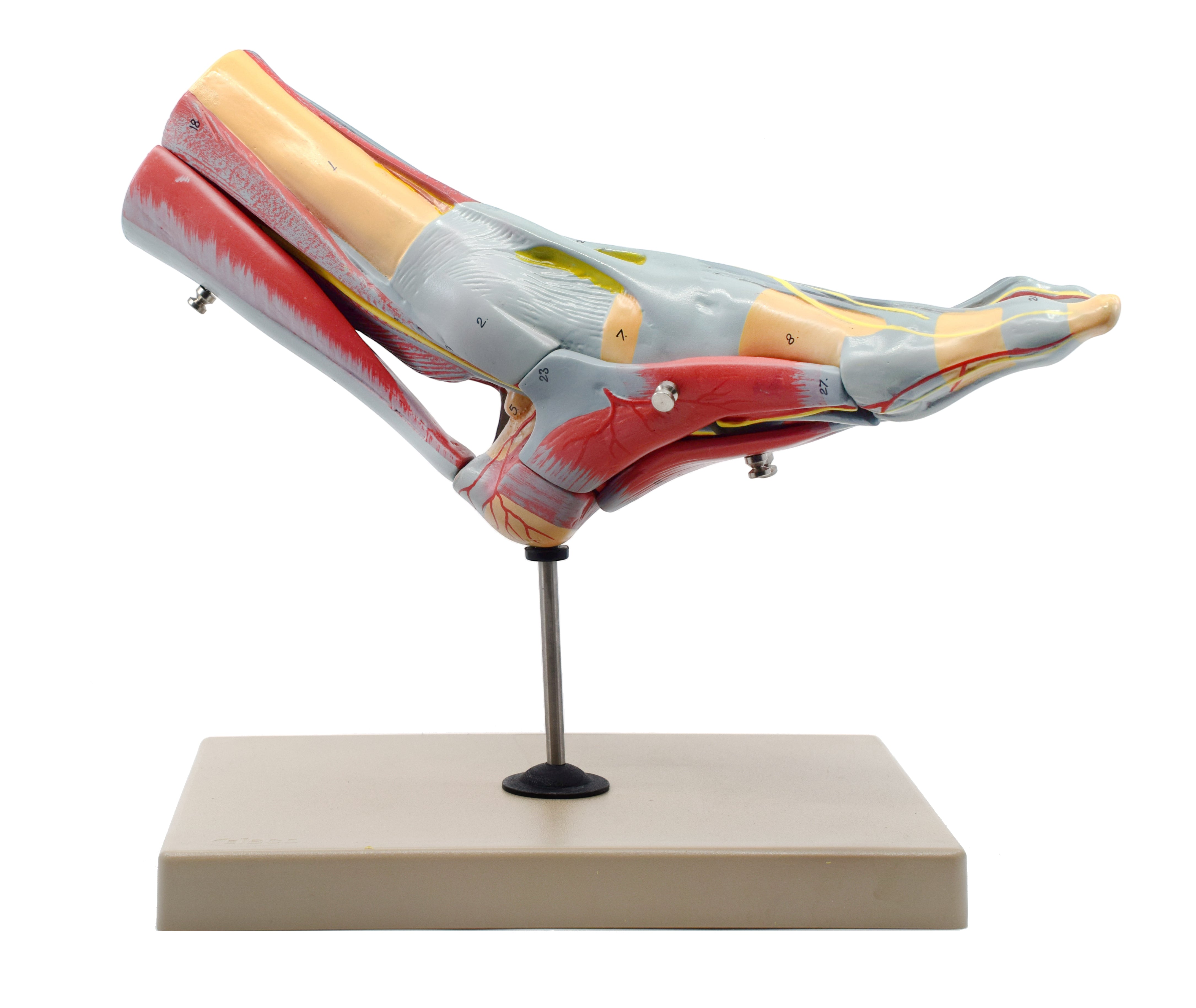 Left Foot and Ankle Muscle and Ligaments Model, Life Size, 8-Part with Mount