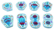 Enlarged Mitosis Model, 8-Part Set